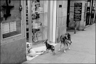 Barcelona Leica M6, TriX 400@400 Rodinal 1:50